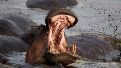 Hippo attacks: How to avoid one of Africa's most dangerous animals