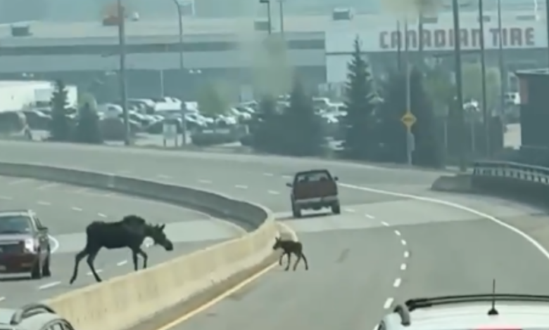 Caught on video: Moose blocking traffic in BC