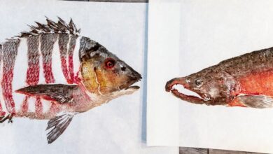 Dwight Hwang's gyotaku art raises awareness of California fish
