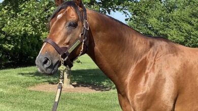 Audible Filly Records Her First Sire Win
