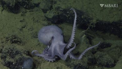 This 2019 image from video provided by MBARI shows a male pearl octopus (Muusoctopus robustus) at the "octopus garden," near the Davidson Seamount off the California coast at a depth of approximately 3,200 meters (10,500 feet). (MBARI via AP)