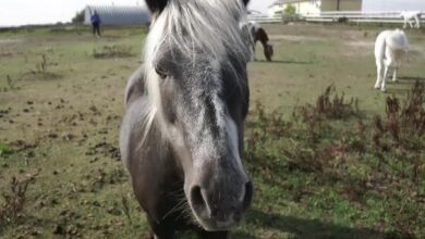 Sask. sisters' sanctuary gives ponies and donkeys with special needs a second chance at life