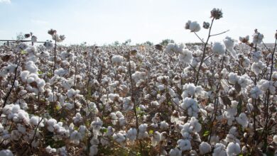 Pink bollworm attack threatens north India's cotton production