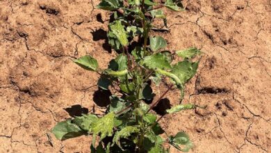 Spray drift damage in New South Wales. Pic: Cotton Australia
