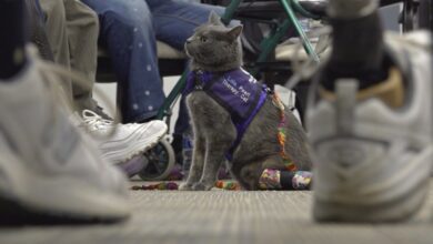 This image taken from video shows kitten Lola-Pearl looking up at attendees during a Amputees Coming Together Informing Others' Needs meeting on Monday, Dec. 11, 2023, in Troy, Ohio. (AP Photo/Patrick Orsagos)