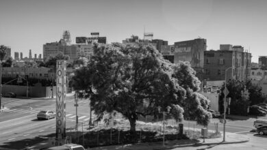 The greatest trees of Los Angeles
