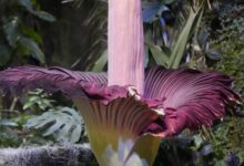 A corpse flower in bloom is shown at the California Academy of Sciences' Osher Rainforest in San Francisco, Wednesday, Feb. 28, 2024. (AP Photo/Jeff Chiu)
